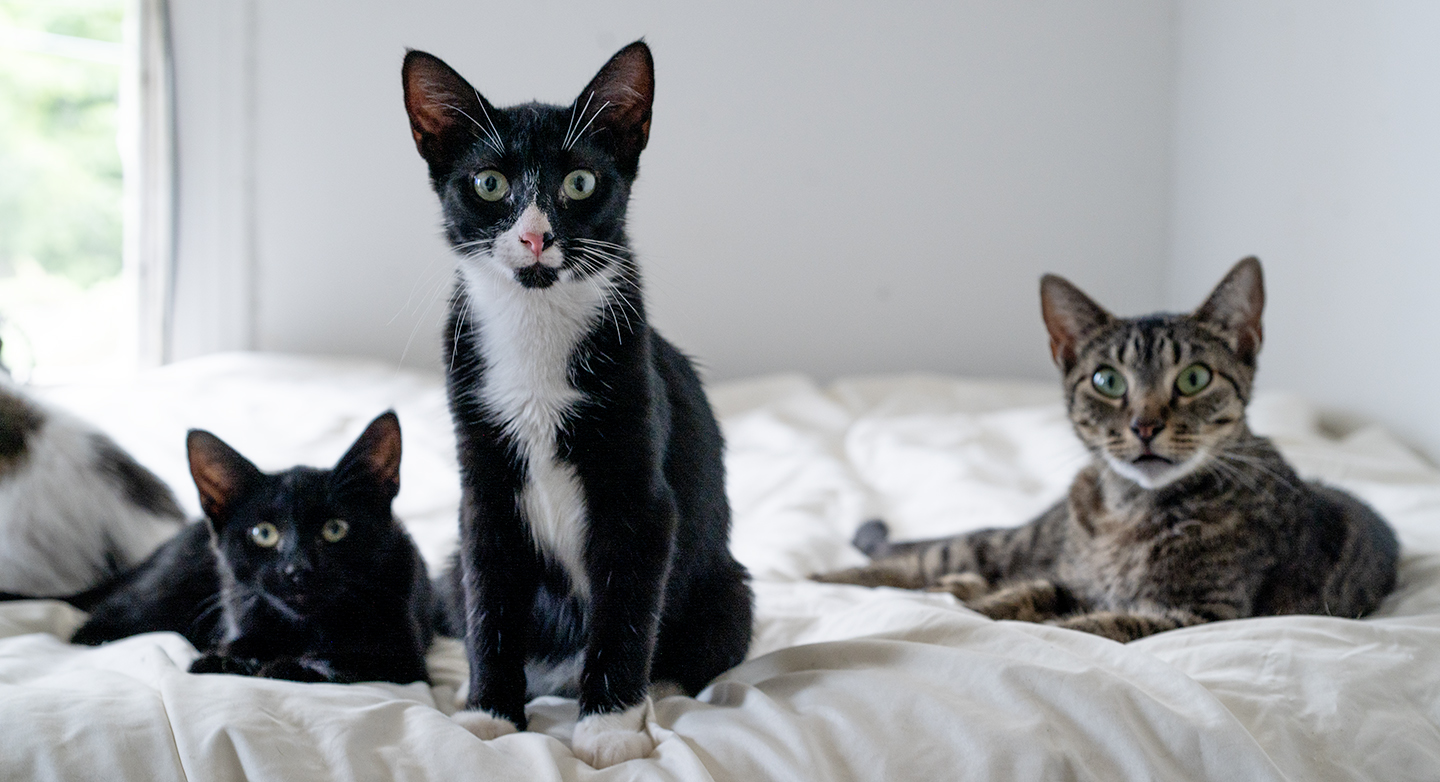 Top Cat Sanctuary cat photo